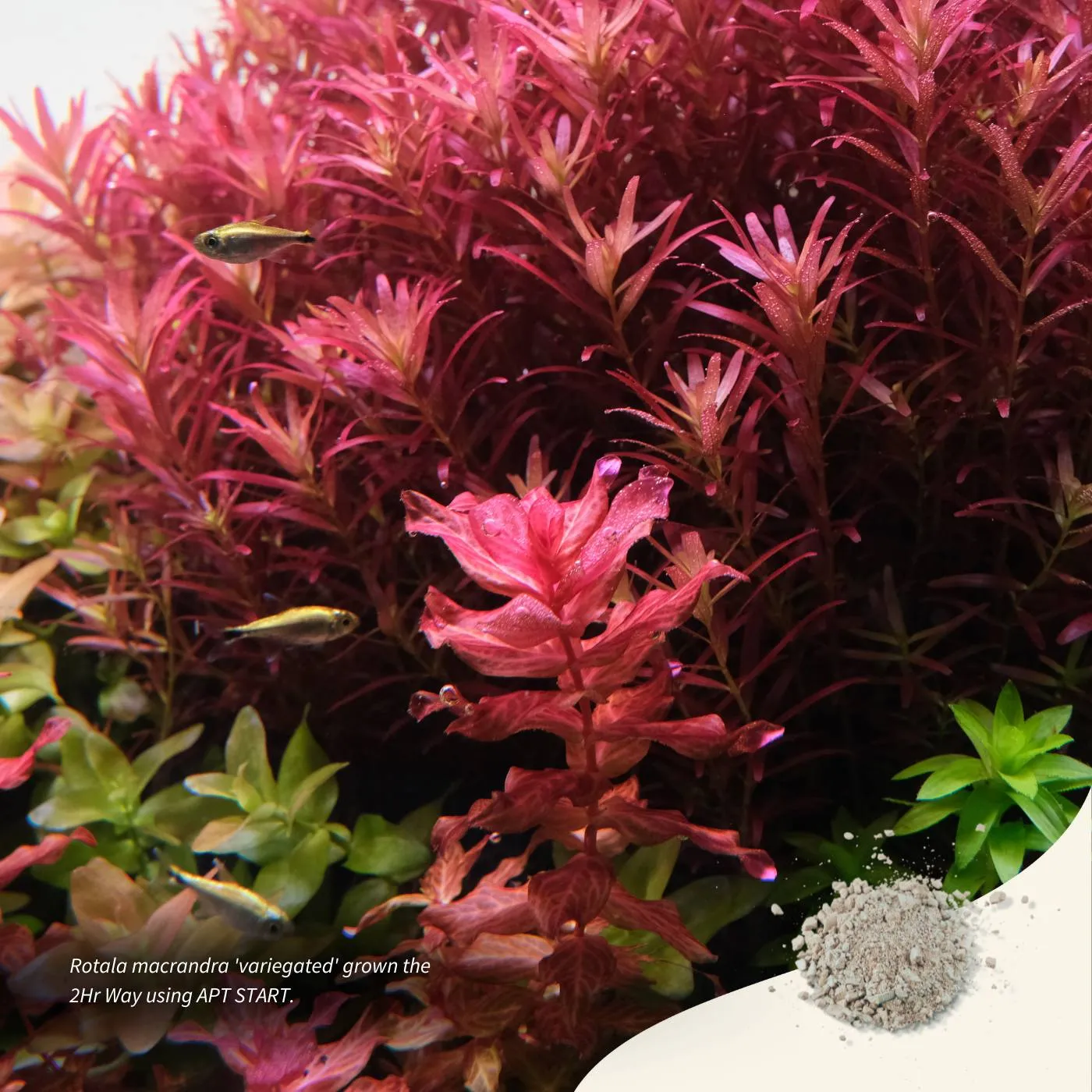 2Hr Aquarist APT Start 45g