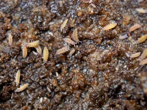 Lilac Springtails (Ceratophysella sp.) - Bred by: Aquatic Arts