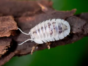Shiro Utsuri Isopods "Samurai Soldier" formally 'Cubaris' (Nesodillo archangeli) - Bredby: Aquatic Arts