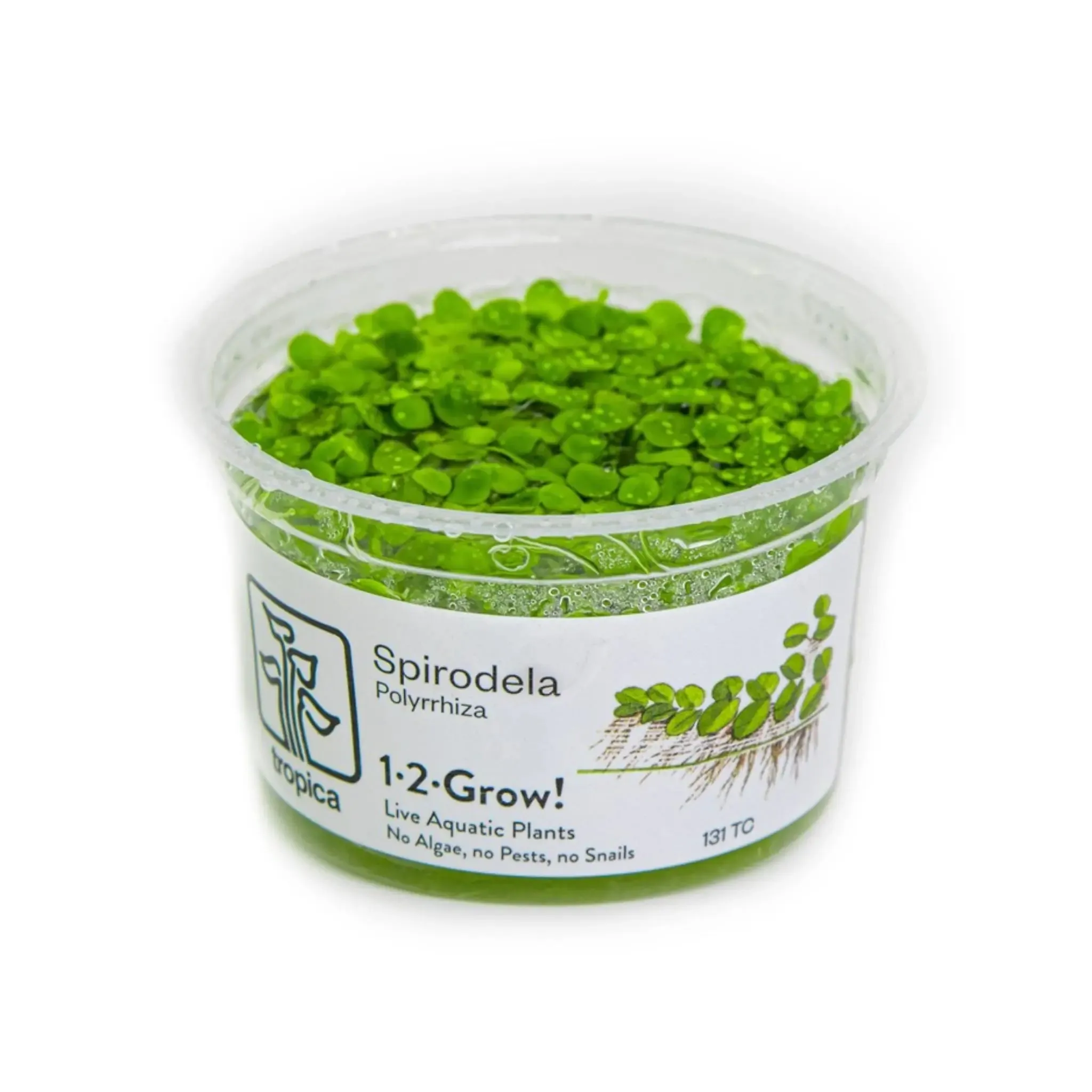 Tropica Spirodela polyrrhiza 1-2-GROW