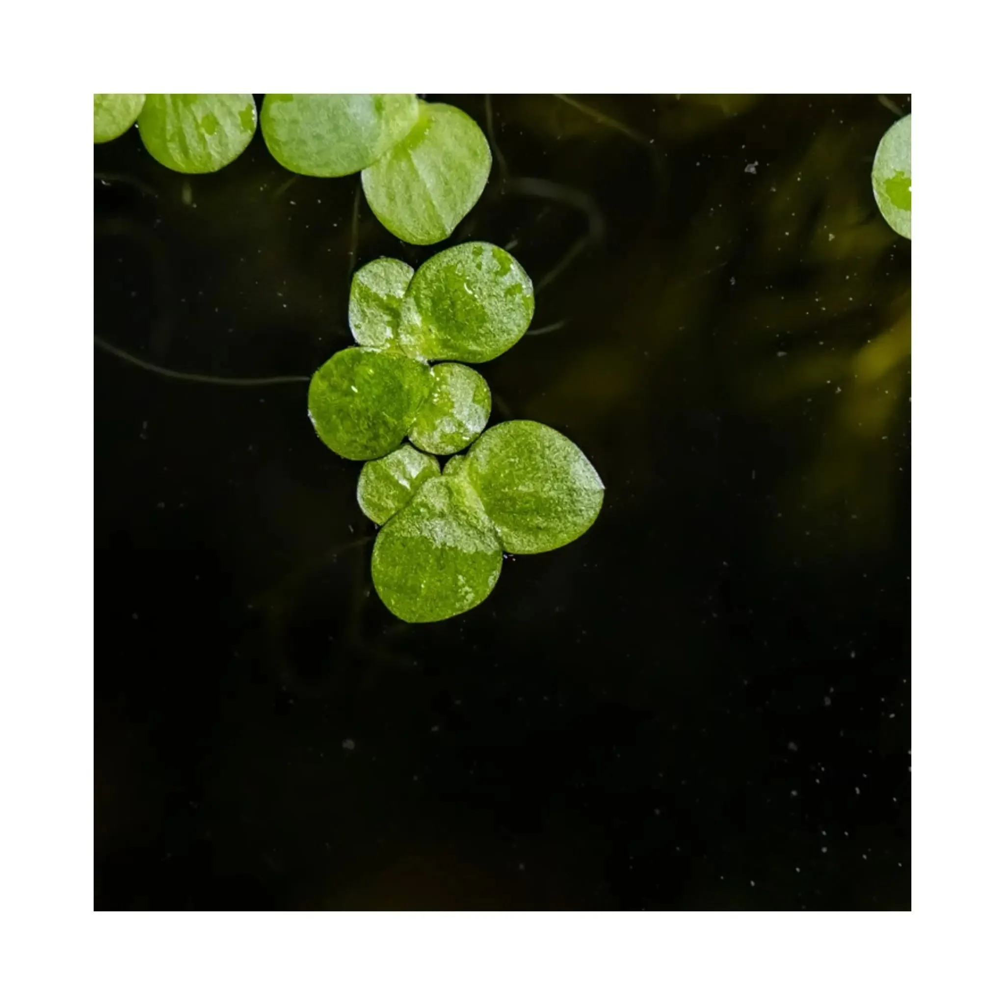 Tropica Spirodela polyrrhiza 1-2-GROW