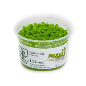 Tropica Spirodela polyrrhiza 1-2-GROW