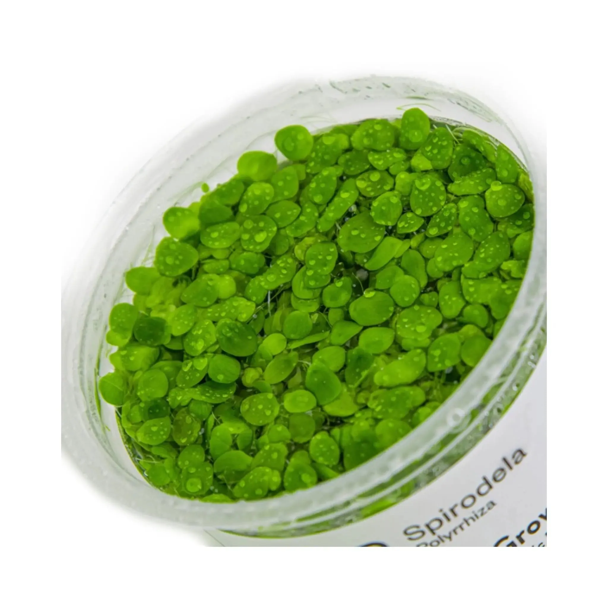 Tropica Spirodela polyrrhiza 1-2-GROW