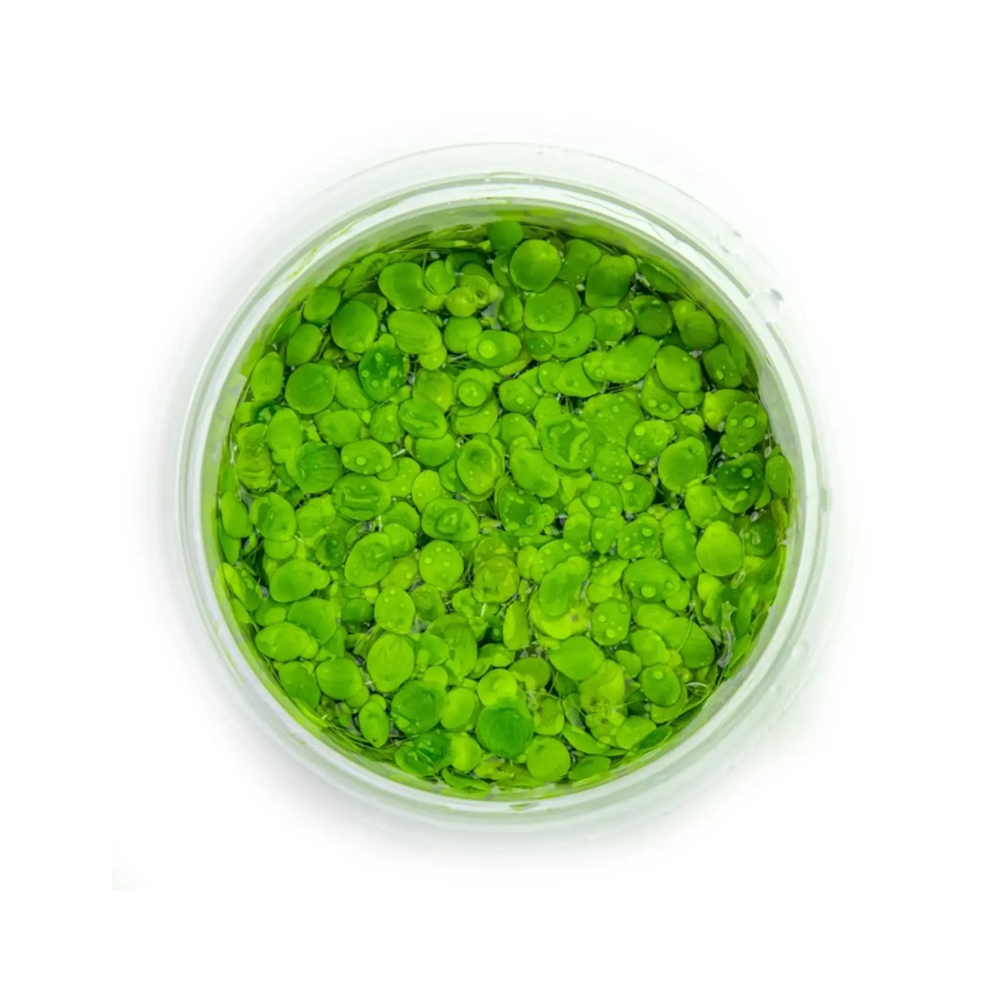 Tropica Spirodela polyrrhiza 1-2-GROW